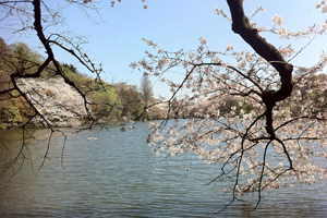 110415_1 井之頭公園