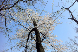 110415_2 井の頭公園