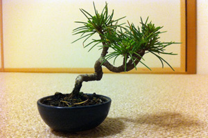 五葉松 盆栽